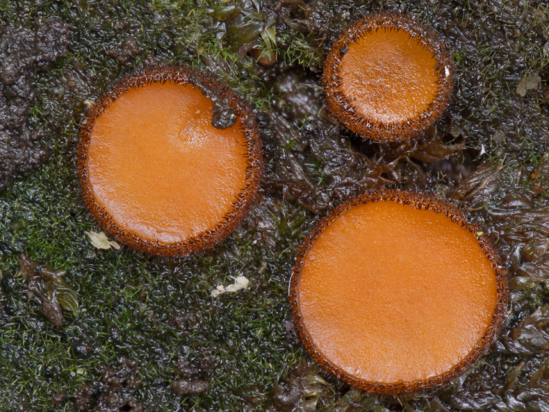 Scutellinia nigrohirtula Scutellinia nigrohirtula